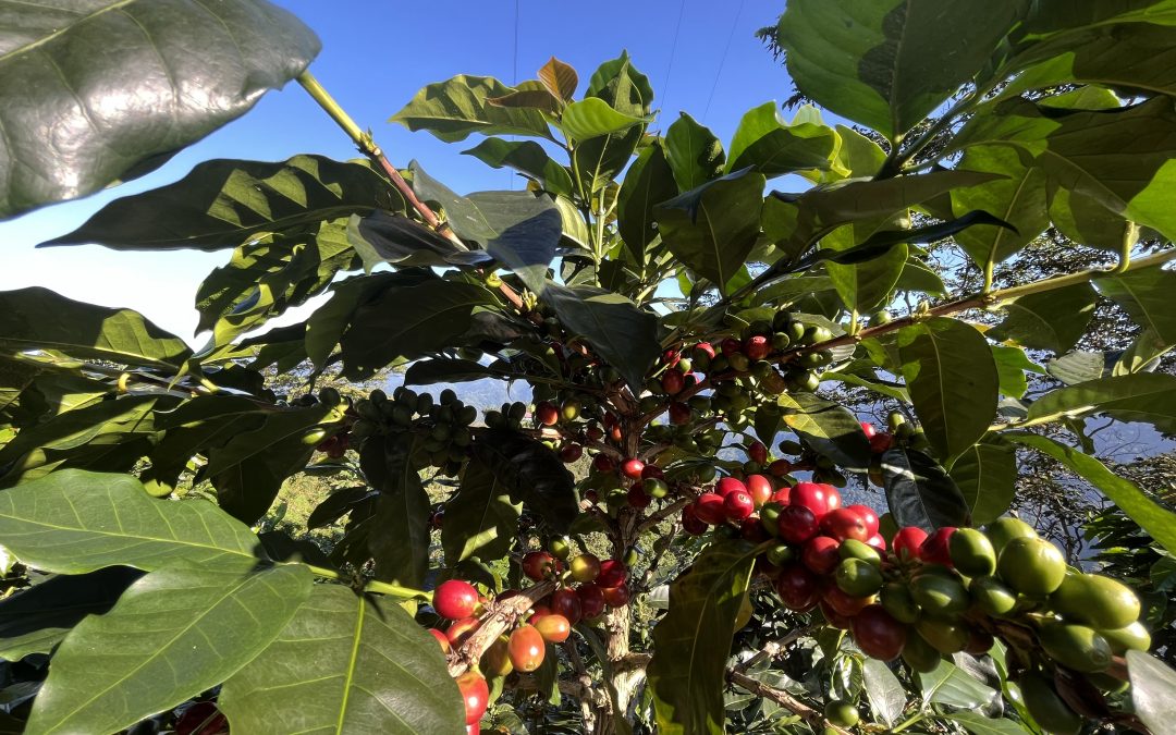 El Manual OCDE-FAO y la Debida Diligencia en gestión de la deforestación: una oportunidad para las empresas de combatir el riesgo de la deforestación