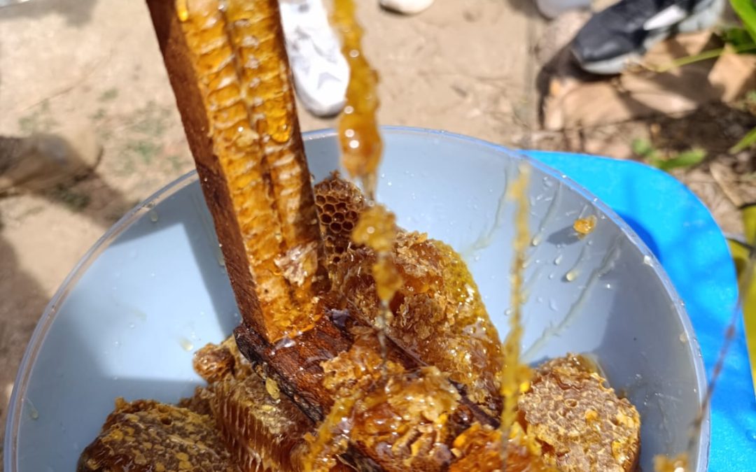 En el Día Mundial de las Abejas